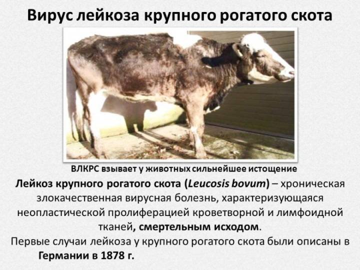 О возникновении лейкоза. О возникновении лейкоза.