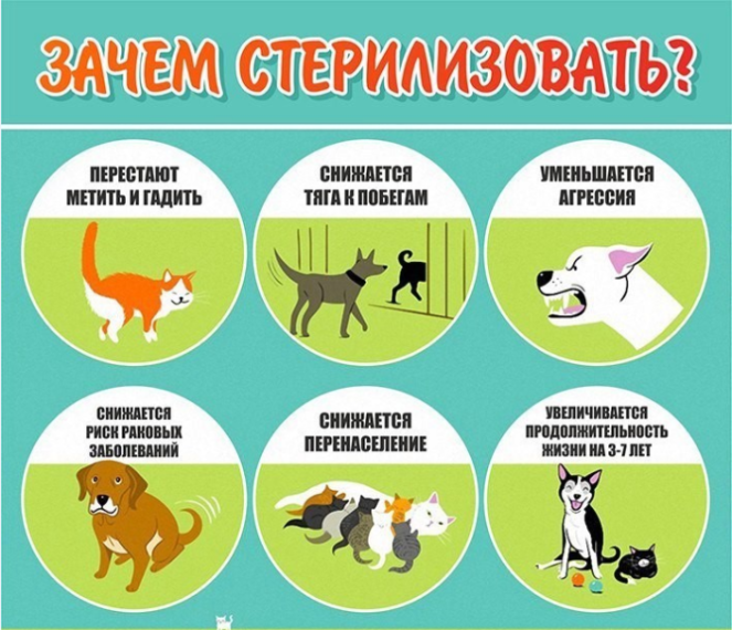 Льготная стерилизация (кастрация) домашних животных. Льготная стерилизация (кастрация) домашних животных.
