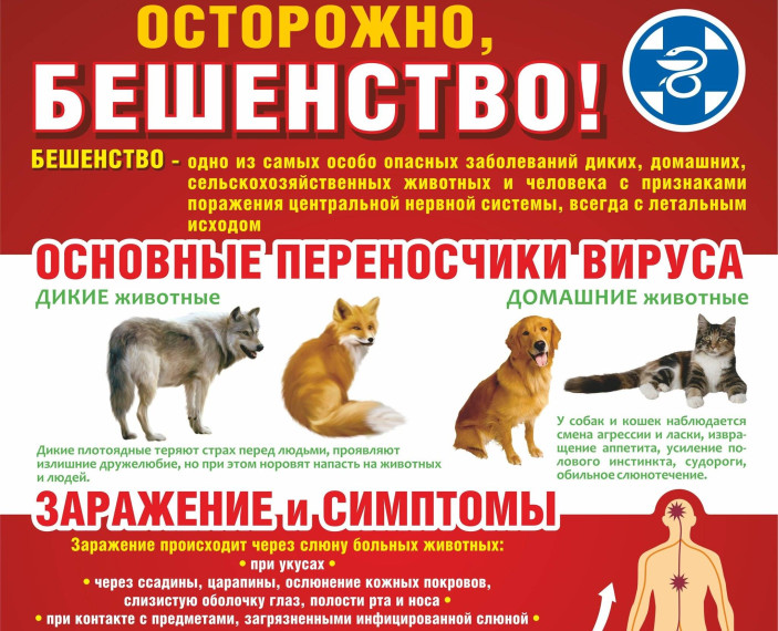 Бешенство – особо опасное заболевание животных и человека!. Бешенство – особо опасное заболевание животных и человека!.