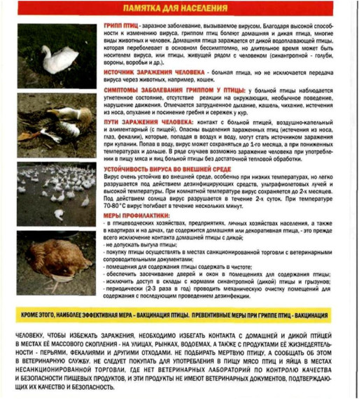 Памятка населению по гриппу птиц. Памятка населению по гриппу птиц.