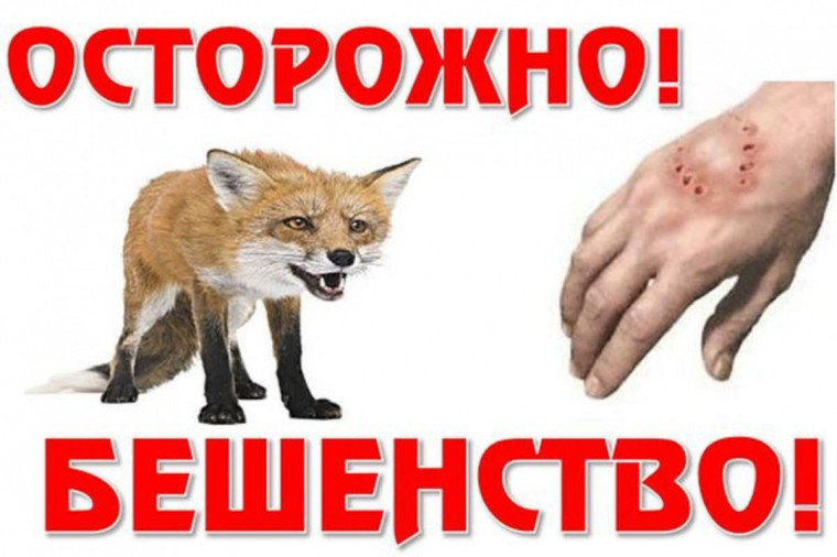 Осторожно-бешенство!. Осторожно-бешенство!.
