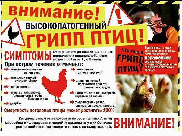 В регионе проводят профилактические меры по предотвращению вирусного заболевания, а пока жителей просят следовать ряду ограничений по содержанию птиц.. В регионе проводят профилактические меры по предотвращению вирусного заболевания, а пока жителей просят следовать ряду ограничений по содержанию птиц..