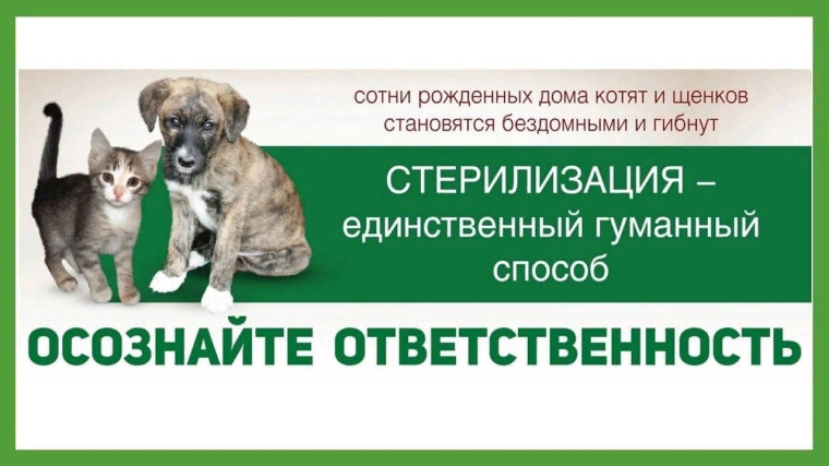 Льготная стерилизация животных. Льготная стерилизация животных.