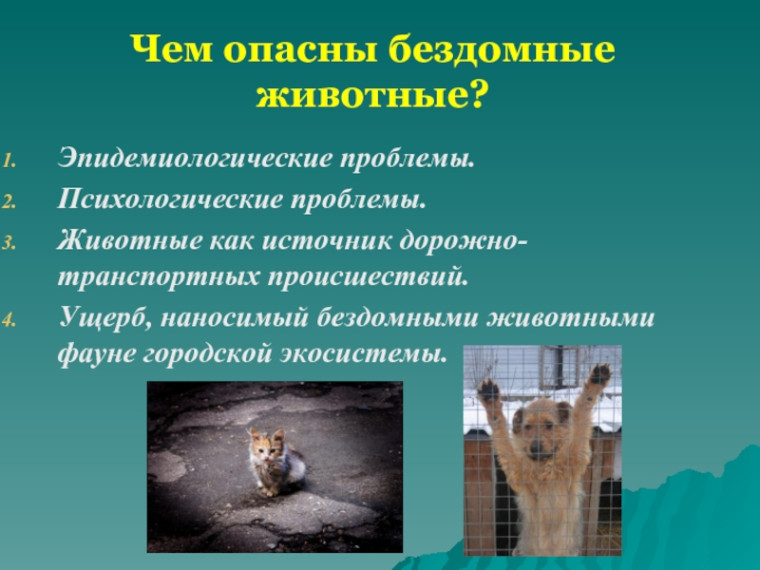 Наличие животных без владельцев на улицах является актуальной проблемой на сегодняшний день. Наличие животных без владельцев на улицах является актуальной проблемой на сегодняшний день.