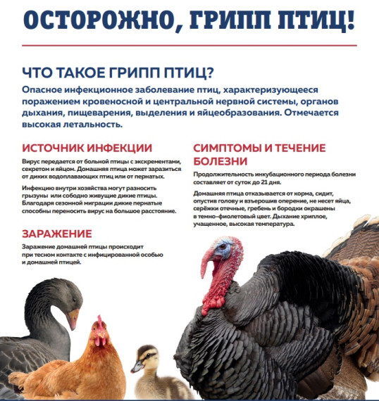 Птичий грипп. Птичий грипп.