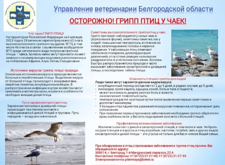 Осторожно! Птичий грипп!. Осторожно! Птичий грипп!.